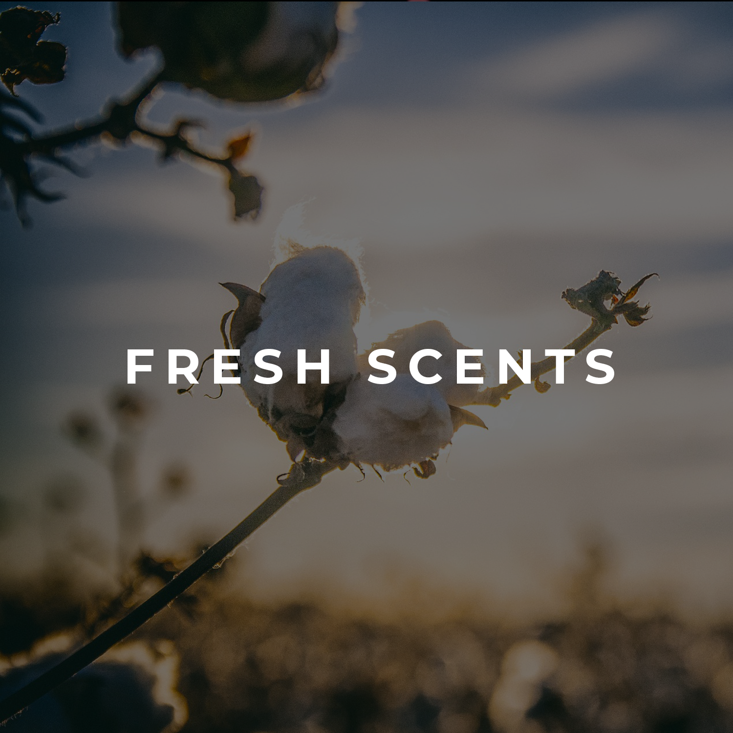 Fresh Scents